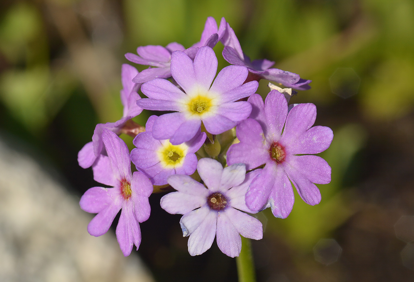 Image of Primula algida specimen.