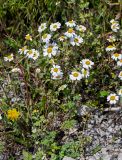 Pyrethrum glanduliferum