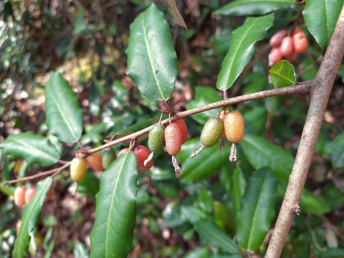 Изображение особи Elaeagnus pungens.