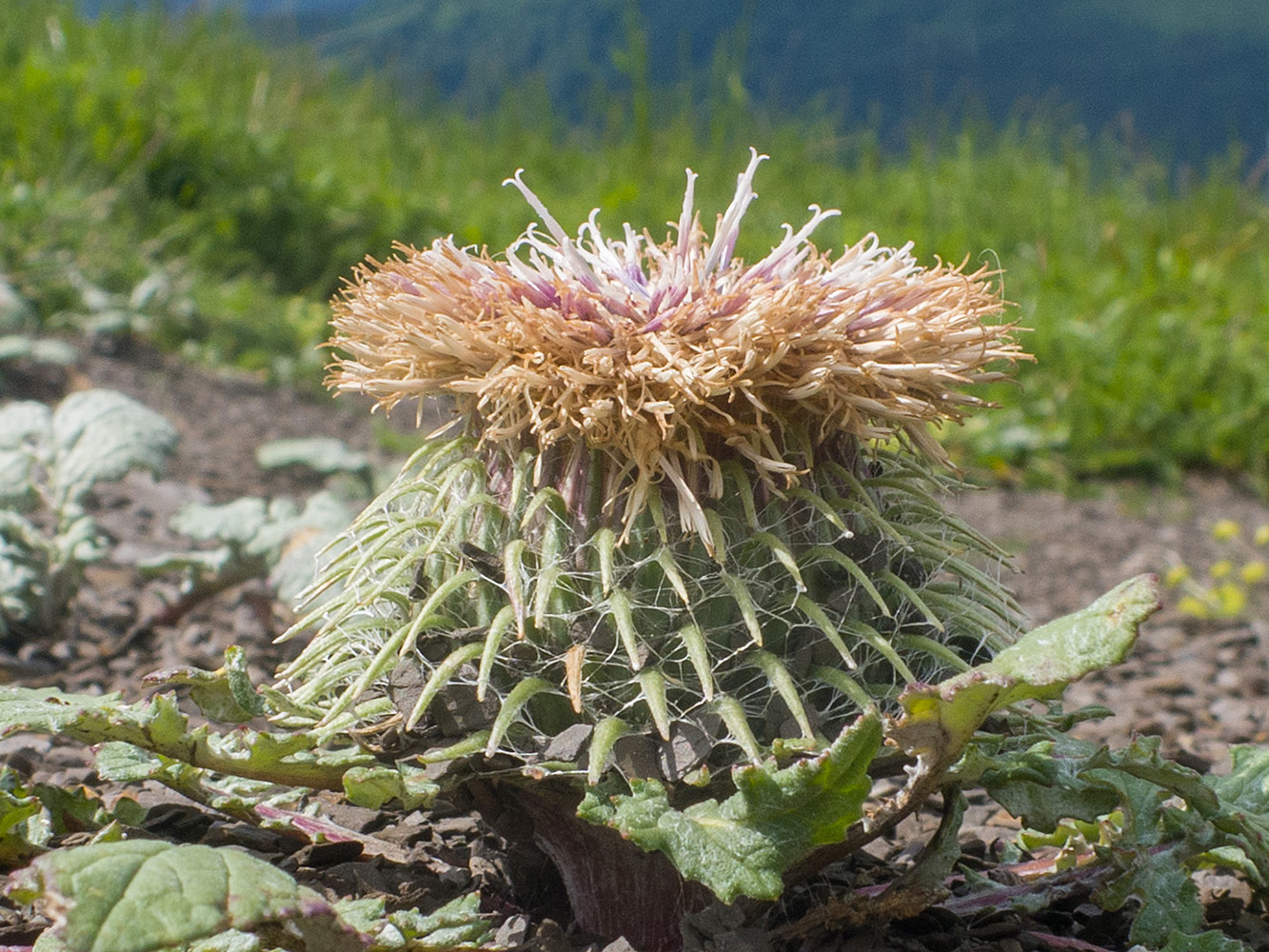 Изображение особи Jurinella moschus.