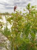 Hedysarum cretaceum. Верхушки побегов с плодами. Волгоградская обл., Ольховский р-н, окр. с. Захаровка, меловой склон. 16.07.2022.