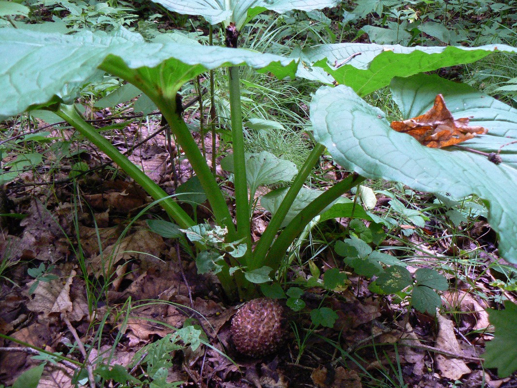 Image of Symplocarpus renifolius specimen.