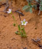 Holosteum glutinosum