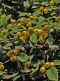 Crataegus punctata. Ветви с недозрелыми плодами (f. aurea). Москва, ГБС, дендрарий. 22.09.2008.