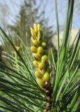 Pinus pumila