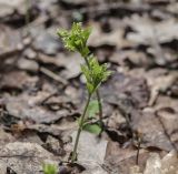Mercurialis perennis. Мужские растения с развивающимися соцветиями. Московская обл., Сергиево-Посадский р-н, окр. пос. Абрамцево, елово-широколиственный лес. 16 апреля 2024 г.