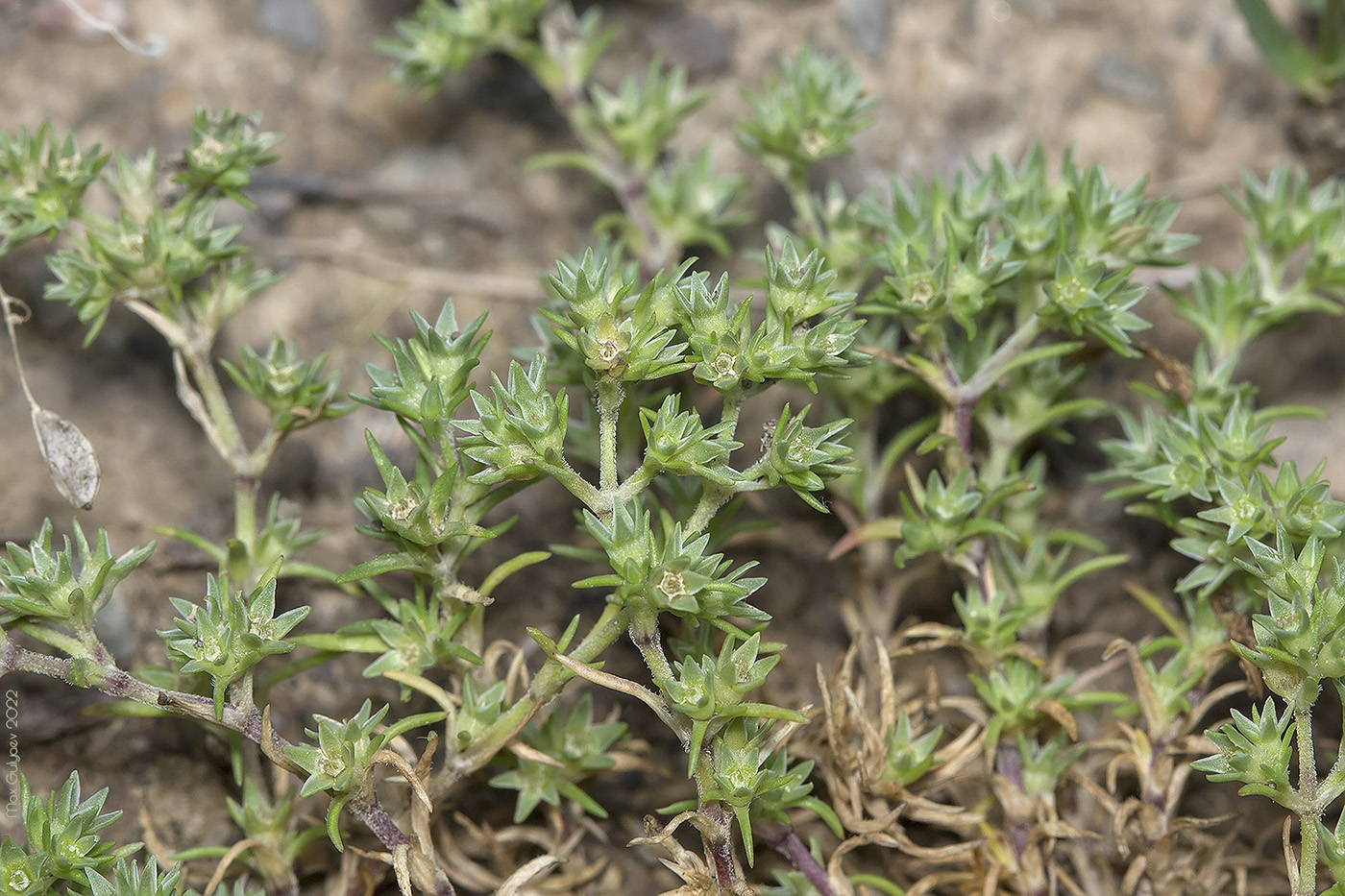 Изображение особи Scleranthus annuus.