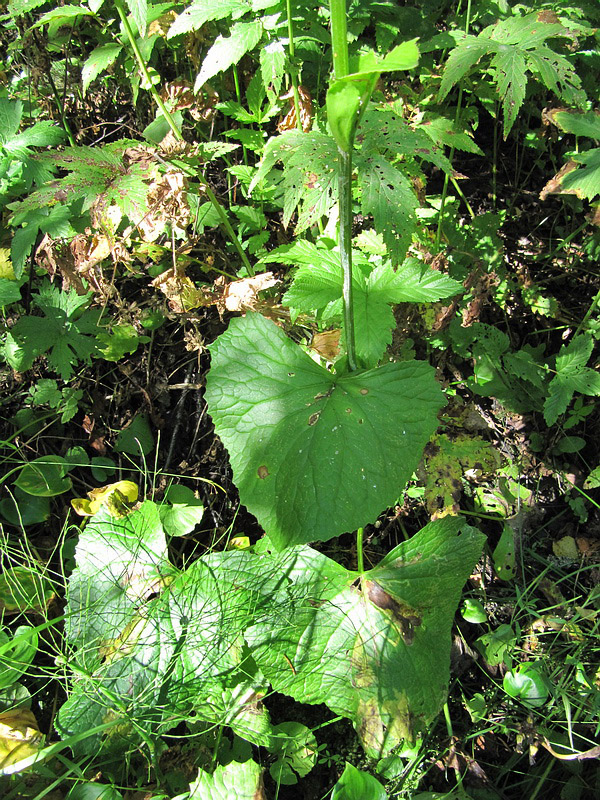 Image of Ligularia sibirica specimen.