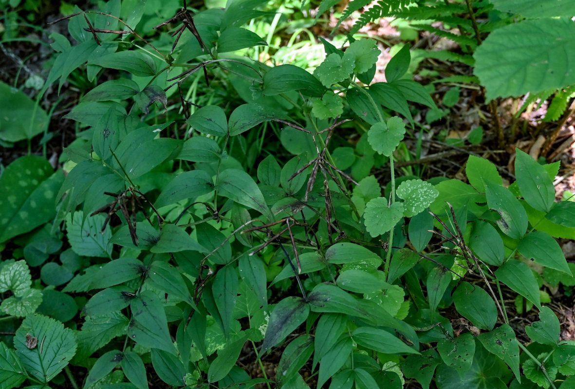 Image of Lathyrus vernus specimen.