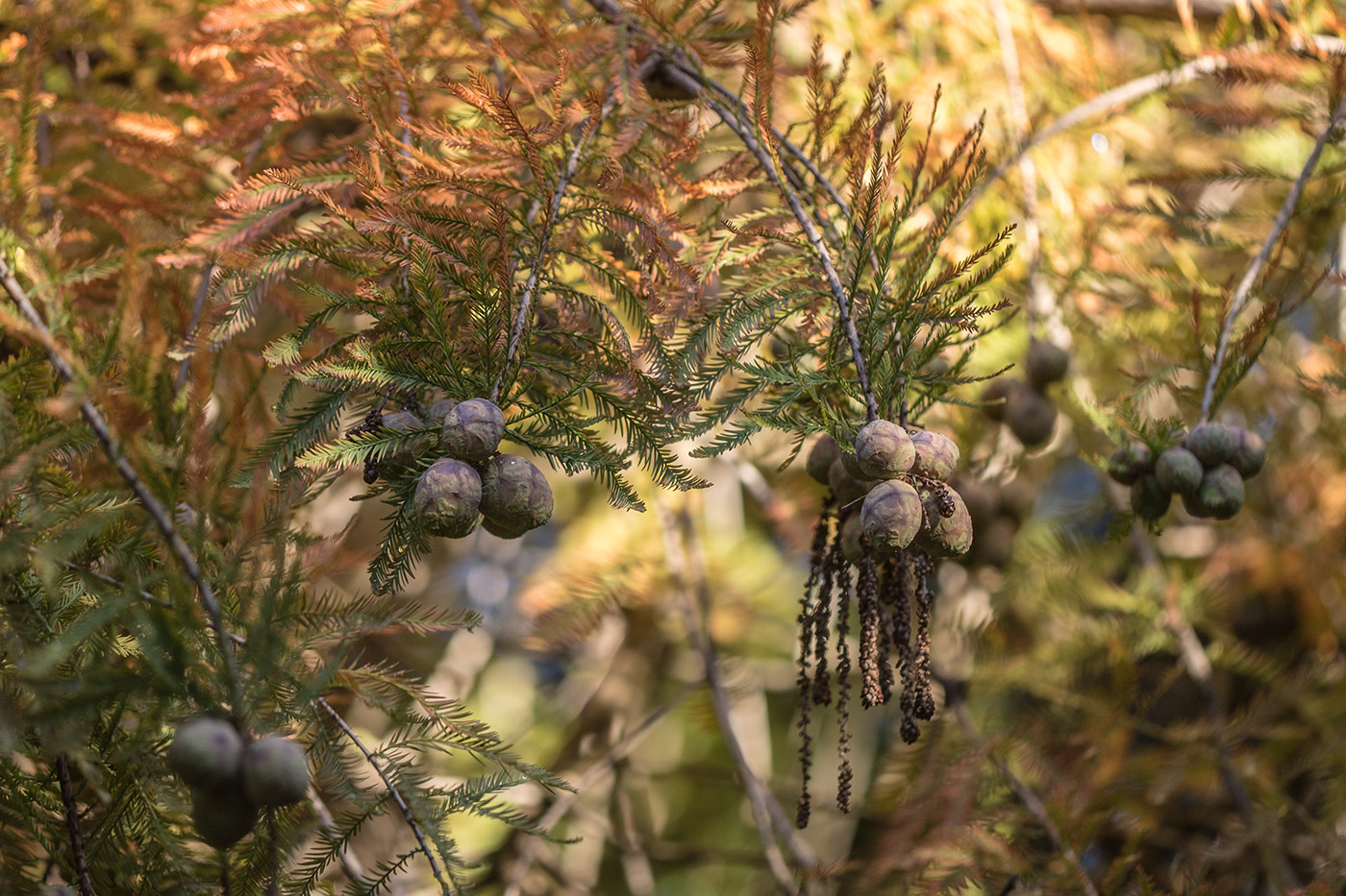 Изображение особи Taxodium distichum.