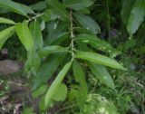 Salix cinerea