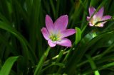 род Zephyranthes. Верхушка побега с цветком. Вьетнам, пров. Даклак, г. Буонметхуот, парк на территории этнографического музея (Dak Lak Museum), в культуре. 04.08.2024.