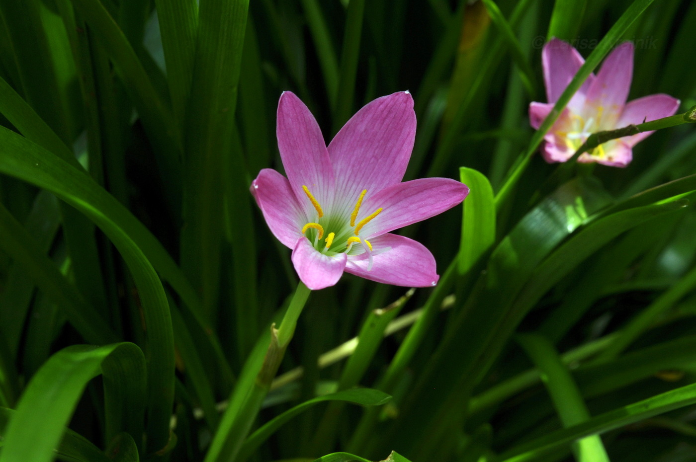 Image of genus Zephyranthes specimen.