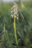 Anacamptis morio ssp. caucasica
