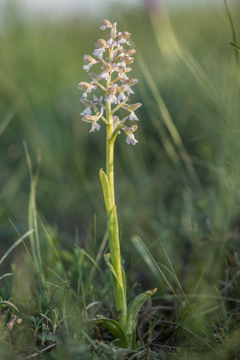 Image of Anacamptis morio ssp. caucasica specimen.