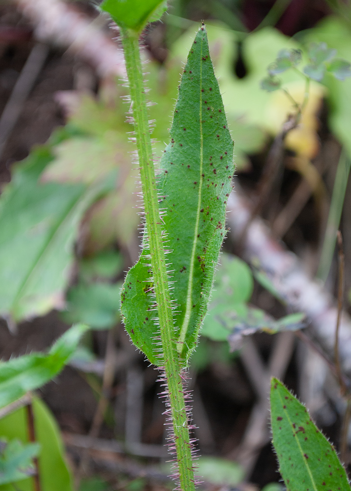 Image of Picris kamtschatica specimen.