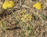 Achillea arabica