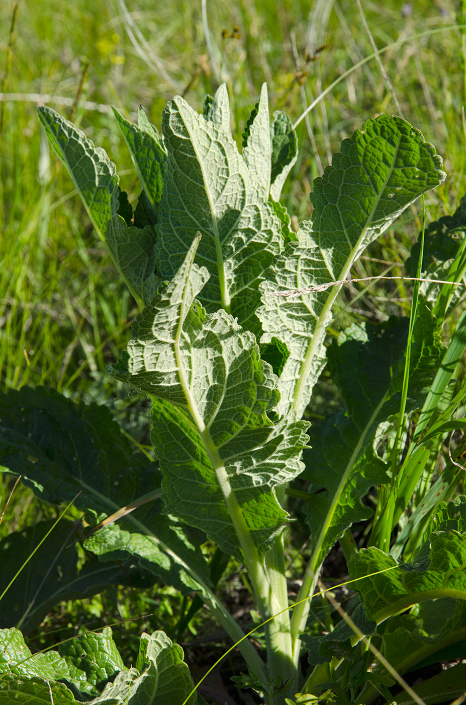 Image of genus Verbascum specimen.