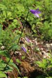 Campanula rapunculoides
