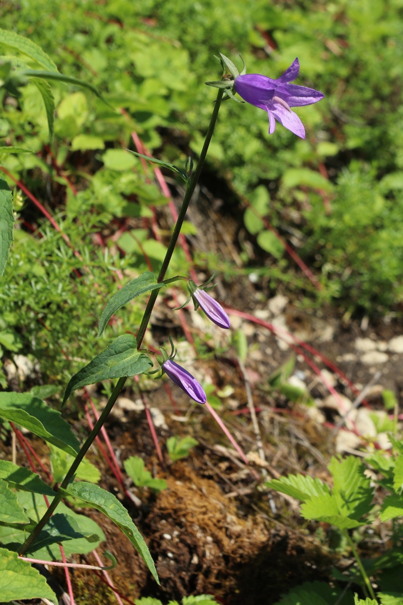 Image of Campanula rapunculoides specimen.