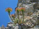 Euphorbia rigida