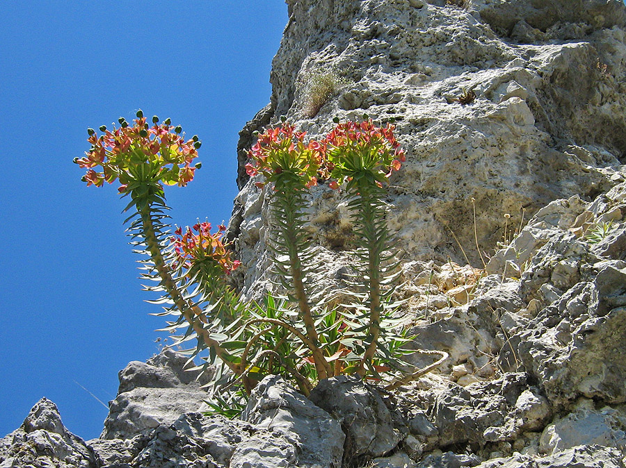 Изображение особи Euphorbia rigida.