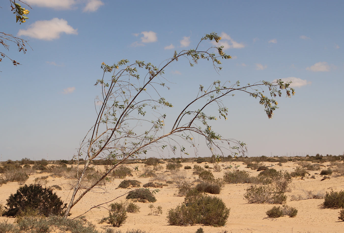 Image of Nicotiana glauca specimen.