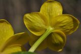 Caltha silvestris. Цветок (вид снизу). Приморский край, Шкотовский р-н, окр. пос. Подъяпольск, широколиственный лес, пойма ручья. 03.05.2025.