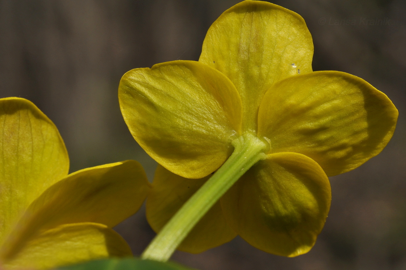 Image of Caltha silvestris specimen.