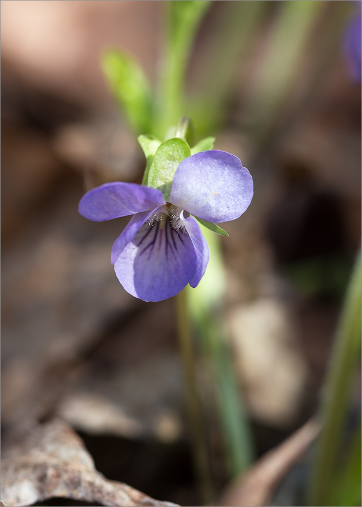Image of Viola mirabilis specimen.