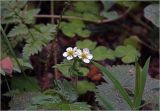Fragaria vesca. Цветущее растение в естественной среде. Московская обл., Раменский р-н, окр. дер. Хрипань, просека в смешанном лесу. 30.05.2025.