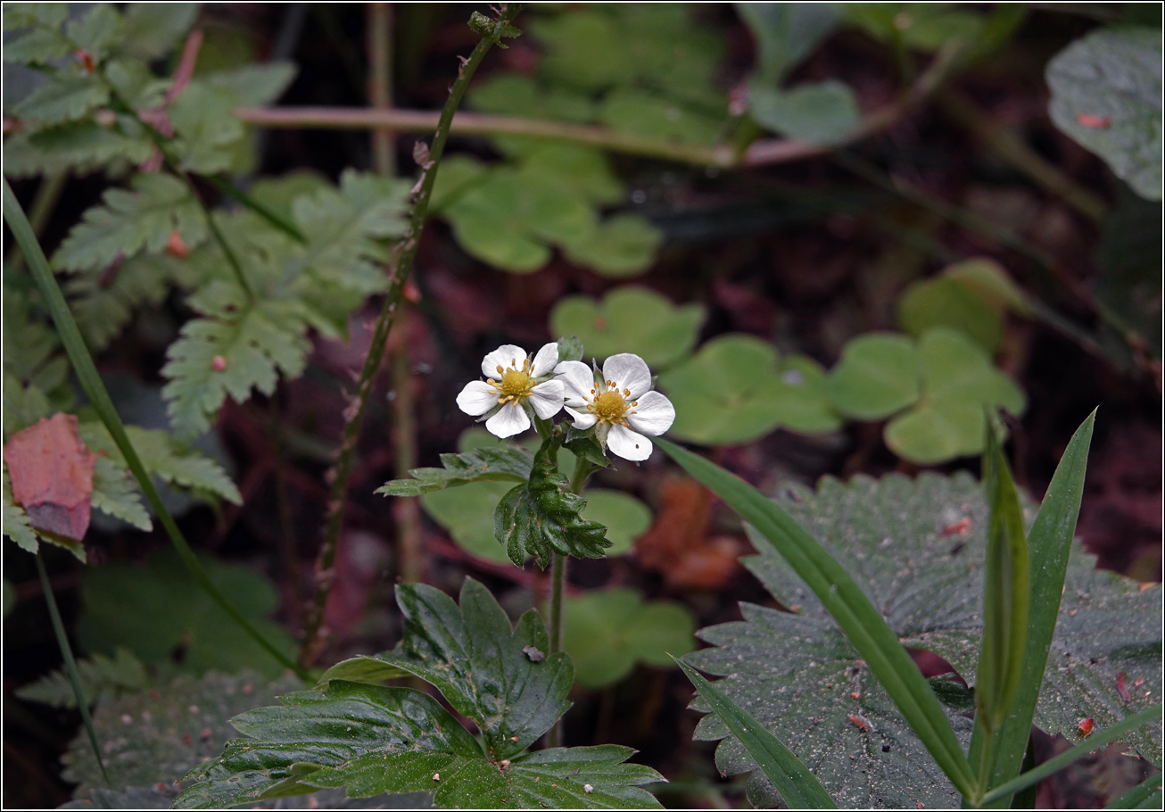 Изображение особи Fragaria vesca.