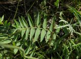 Oxytropis spicata. Лист. Оренбургская обл., Саракташский р-н, Жёлтинский сельсовет, окр. Кандуровского карьера, каменистая степь. 29 мая 2024 г.