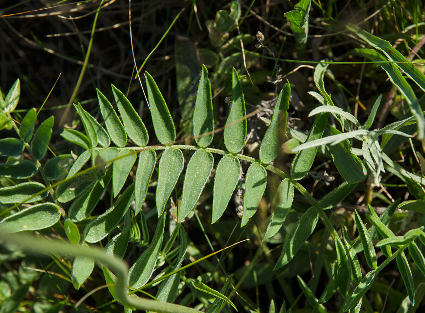 Image of Oxytropis spicata specimen.