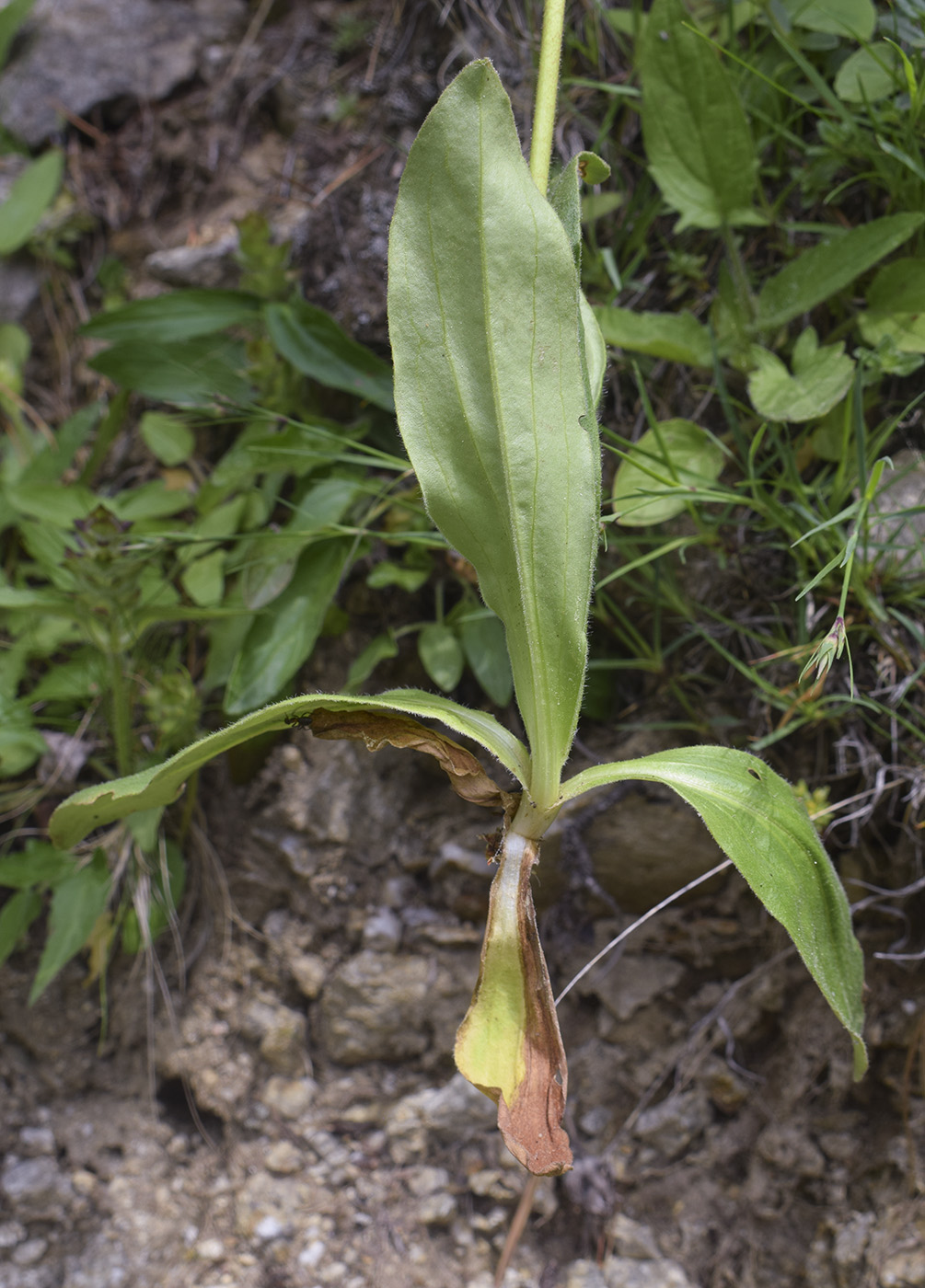 Image of Arnica montana specimen.