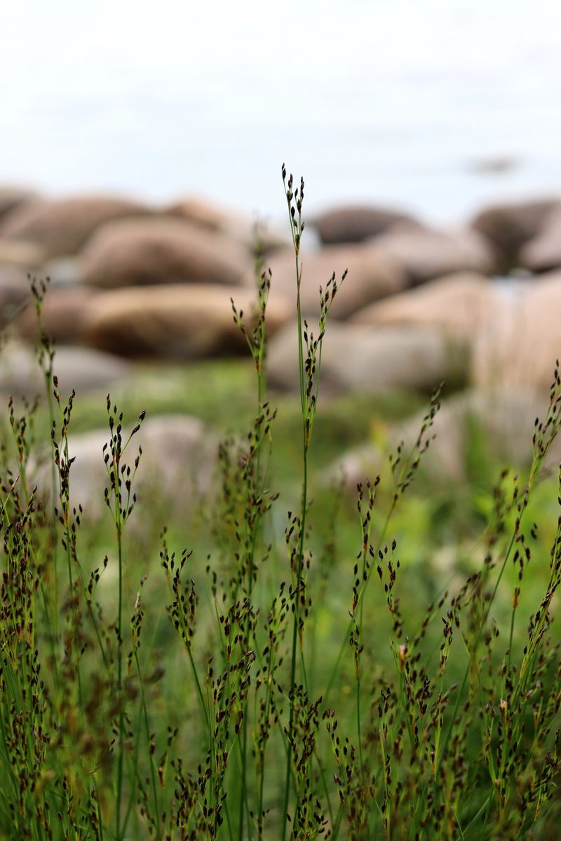 Image of Juncus gerardi specimen.