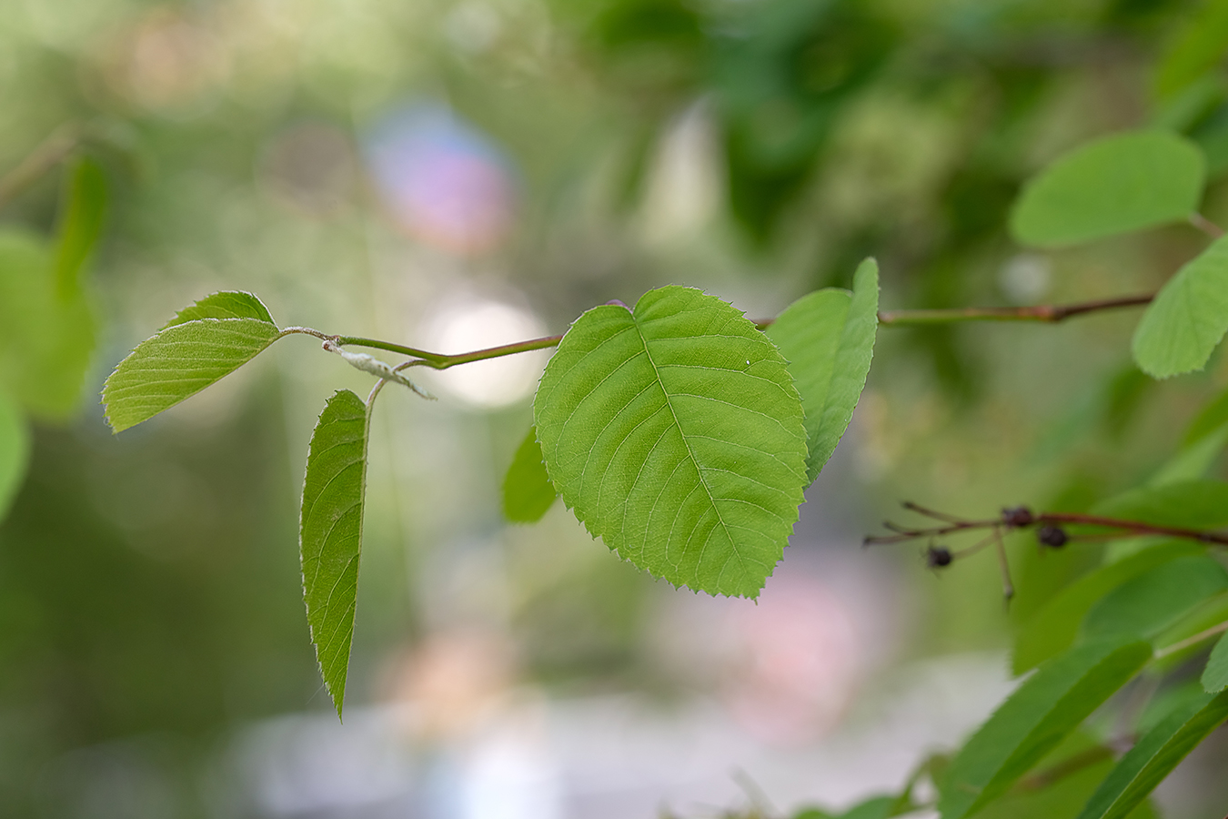 Image of Amelanchier spicata specimen.
