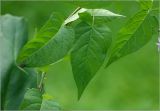 Solanum dulcamara. Листья. Московская обл., Раменский р-н, окр. дер. Хрипань, садовый участок. 08.08.2025.