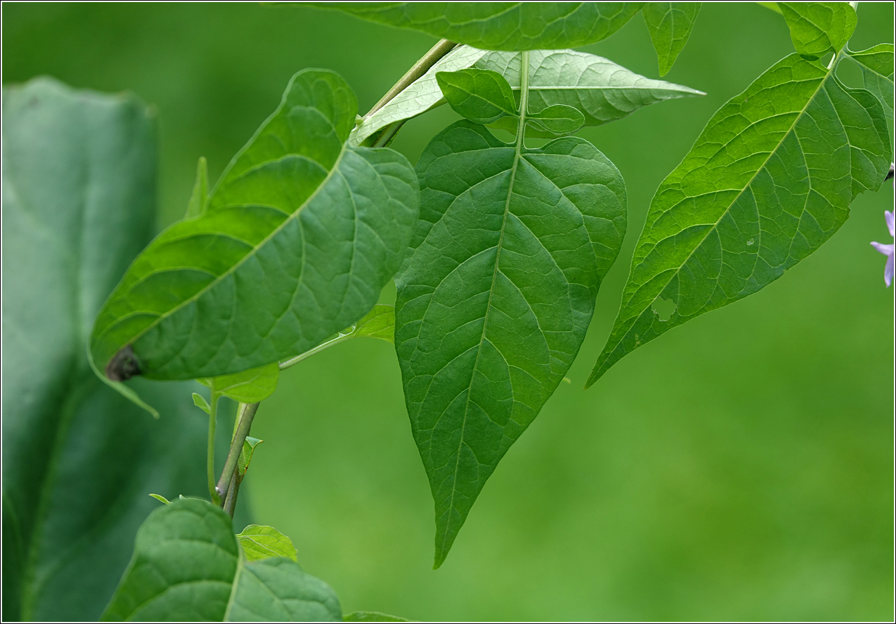 Image of Solanum dulcamara specimen.