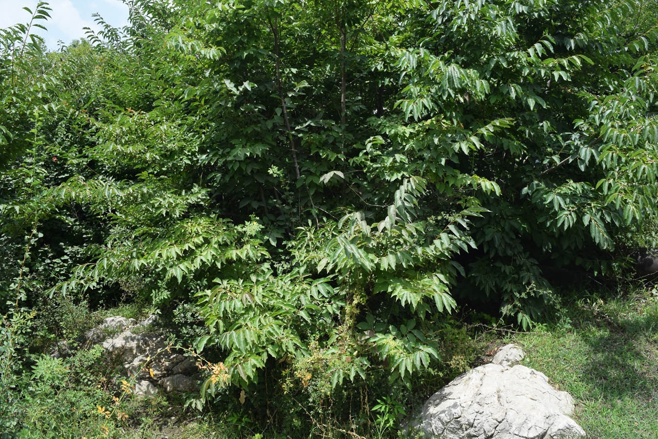 Изображение особи Diospyros lotus.
