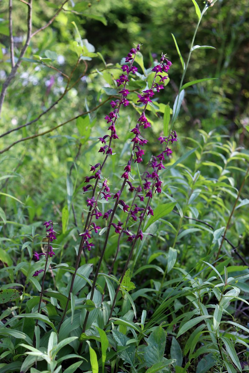 Image of Epipactis atrorubens specimen.