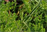 Dactylorhiza baltica