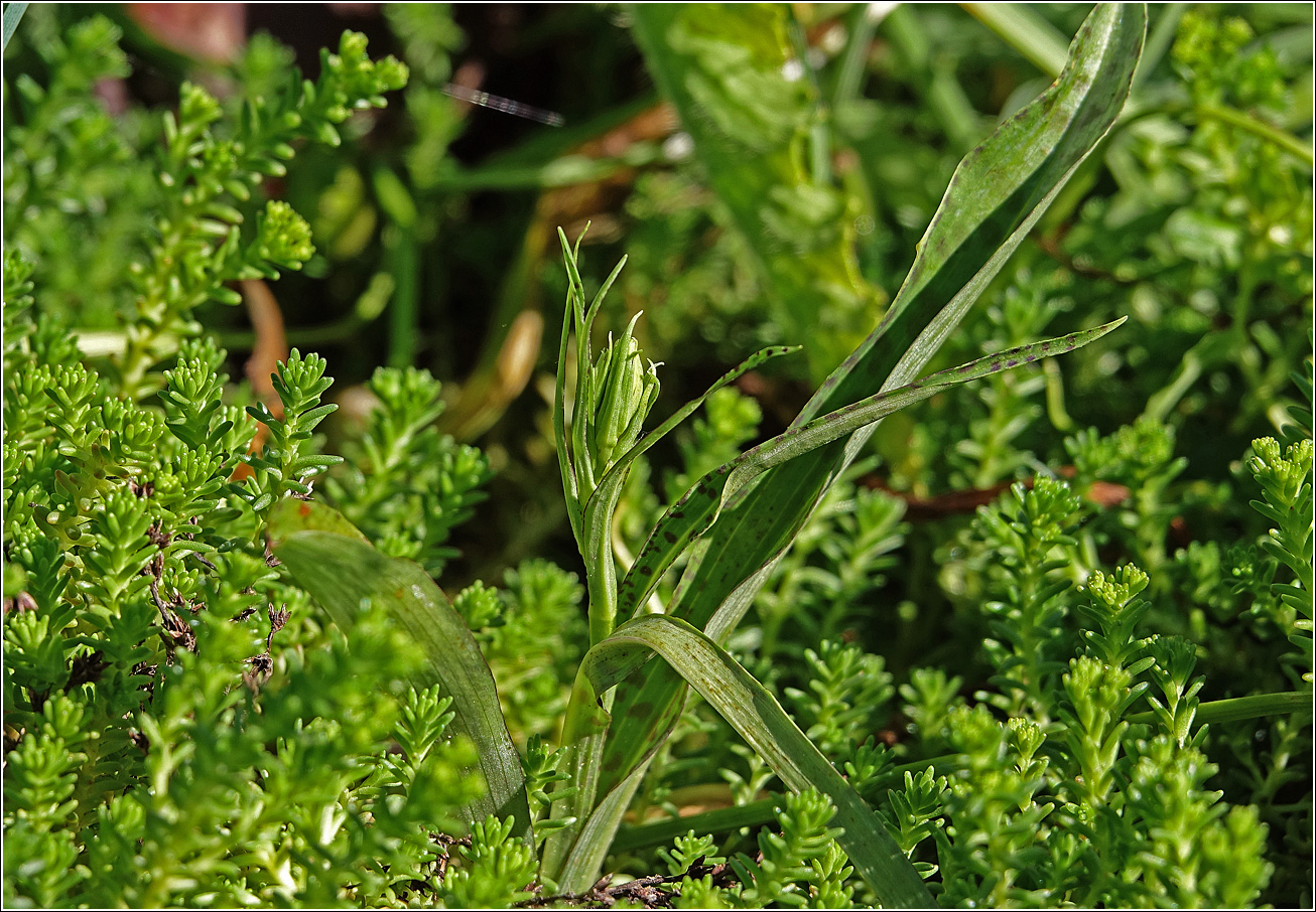 Image of Dactylorhiza baltica specimen.