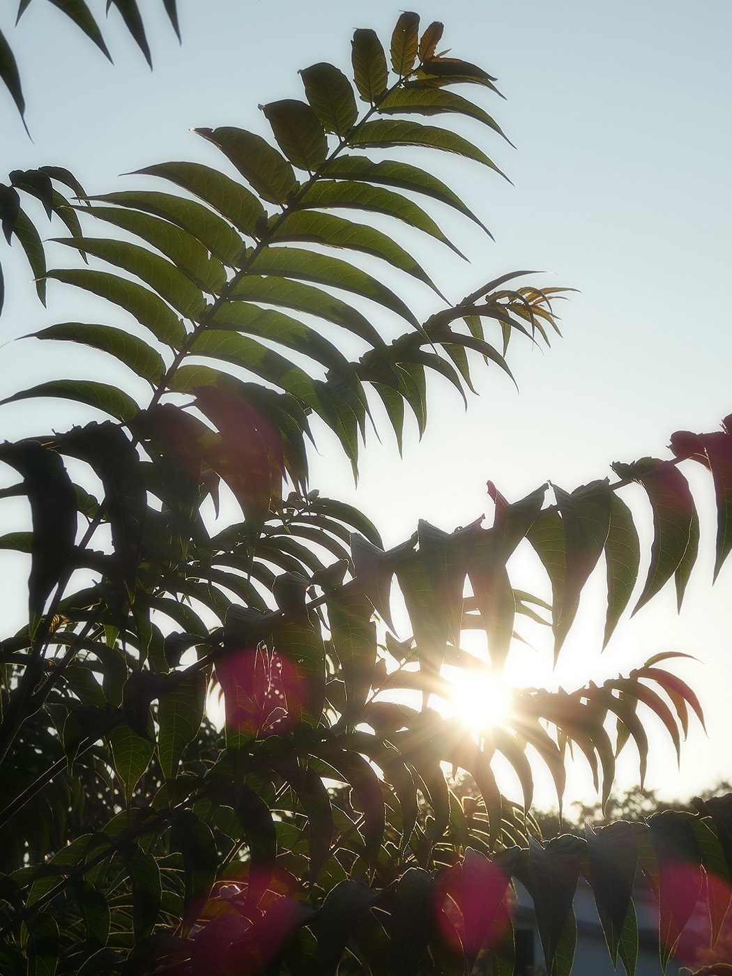 Изображение особи Ailanthus altissima.