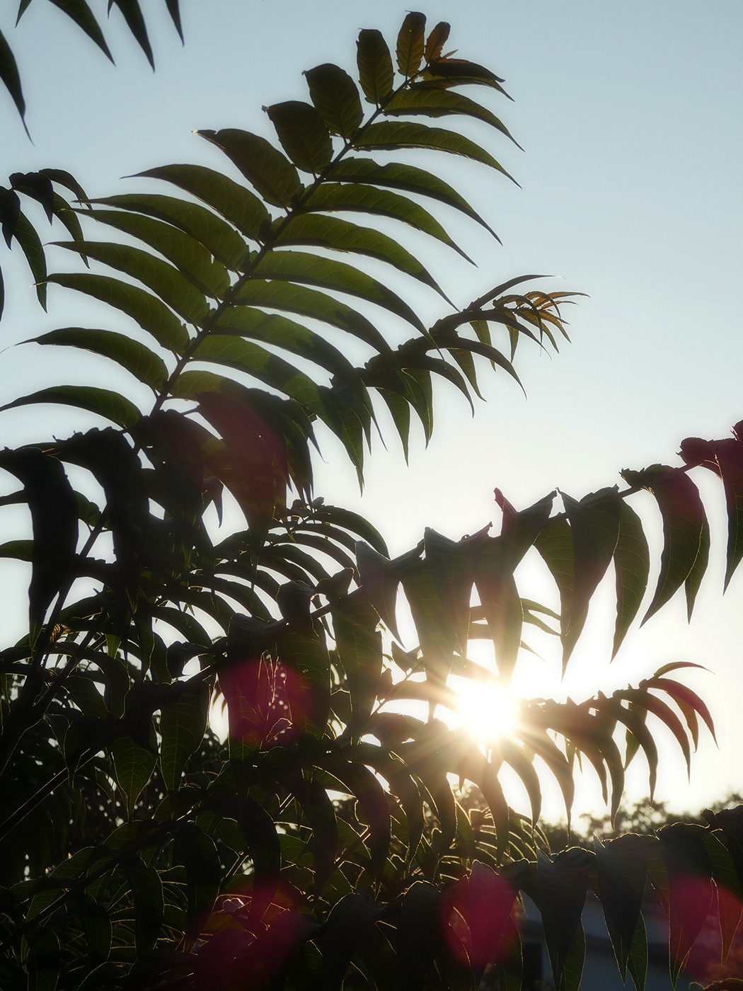 Image of Ailanthus altissima specimen.
