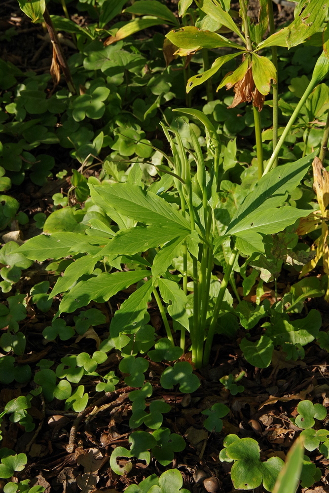 Изображение особи Arisaema dracontium.