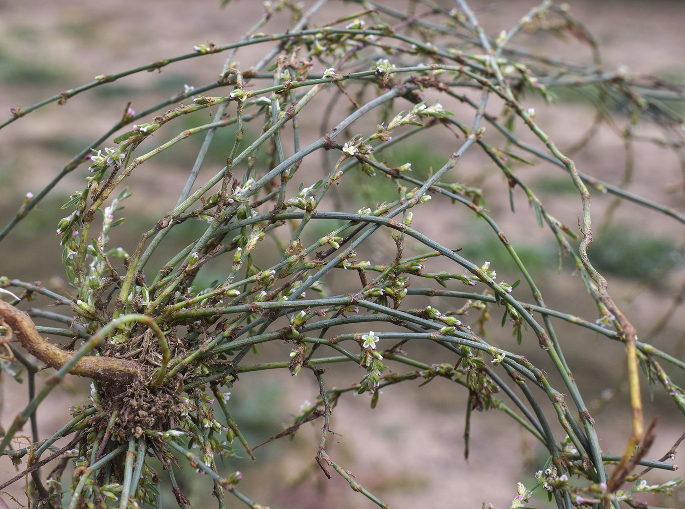 Image of Polygonum equisetiforme specimen.