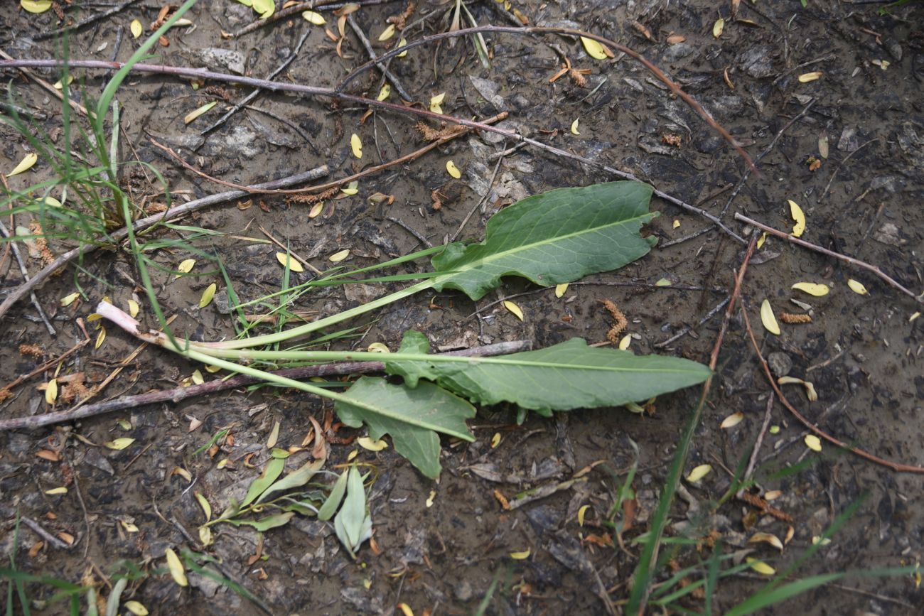 Изображение особи род Rumex.