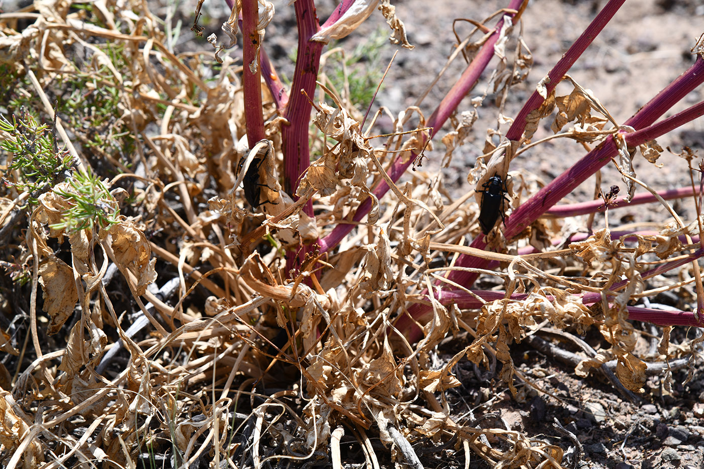 Image of Ferula iliensis specimen.