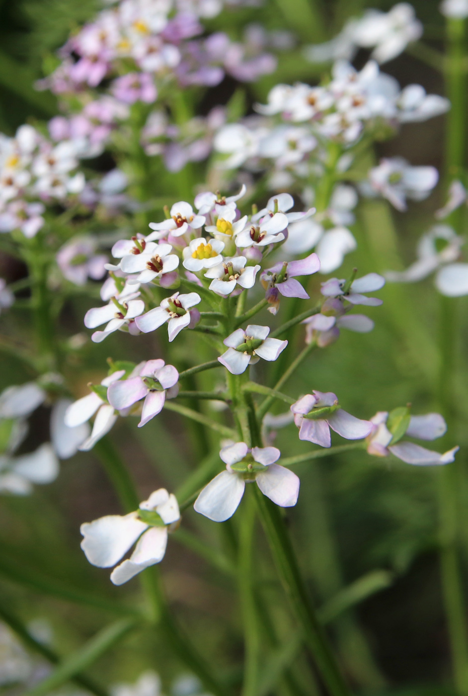 Image of Iberis umbellata specimen.